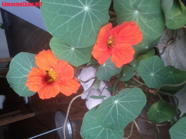 IMG_20140826_120451.jpg