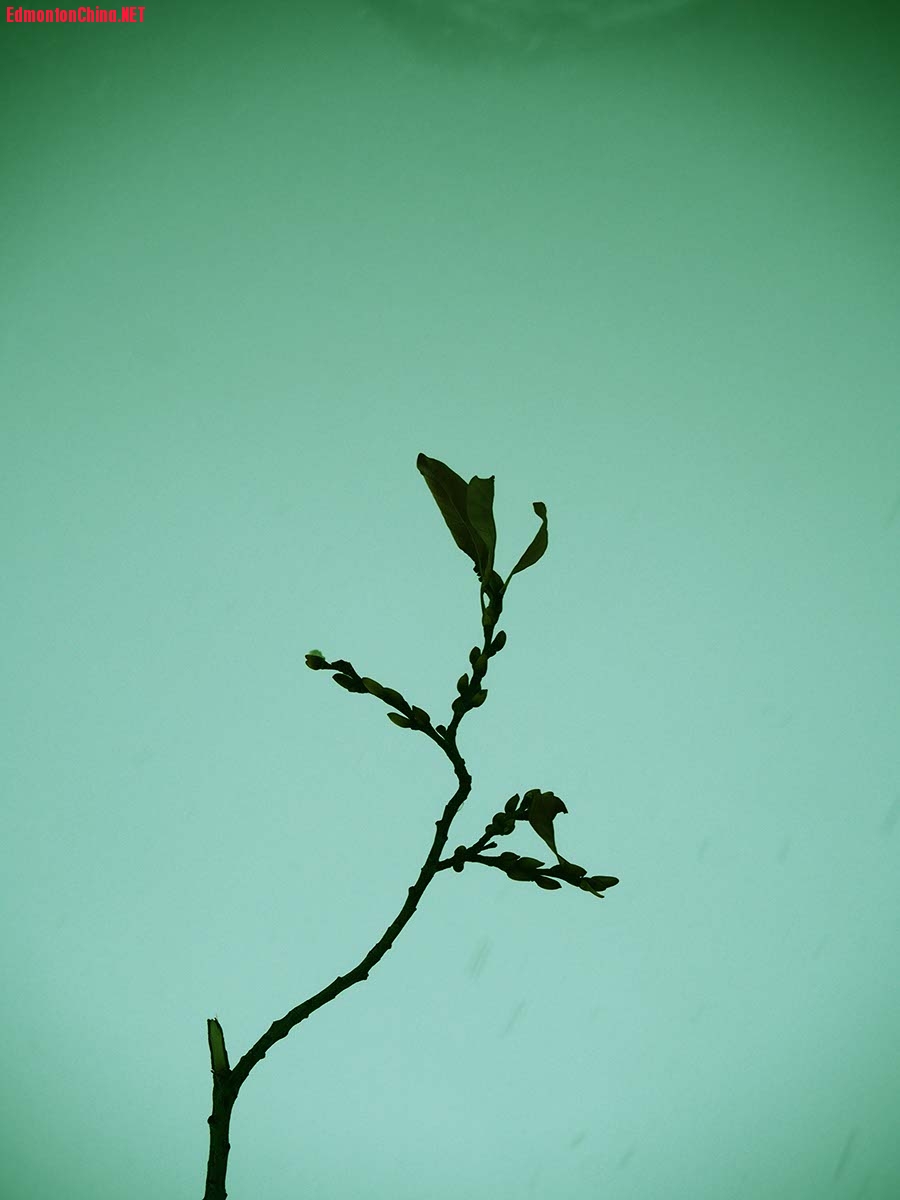 SRGB3246.jpg