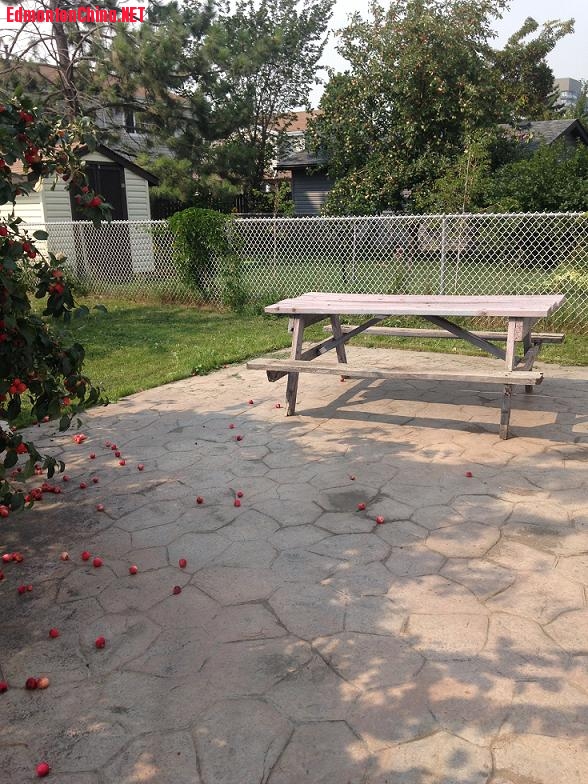 backyard.jpg