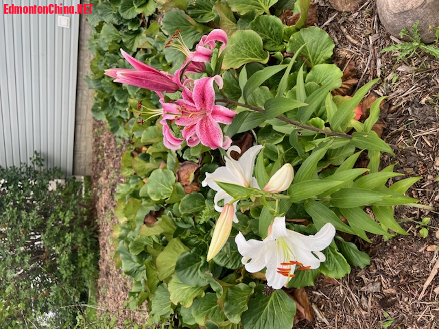 01 Front Flower.jpg